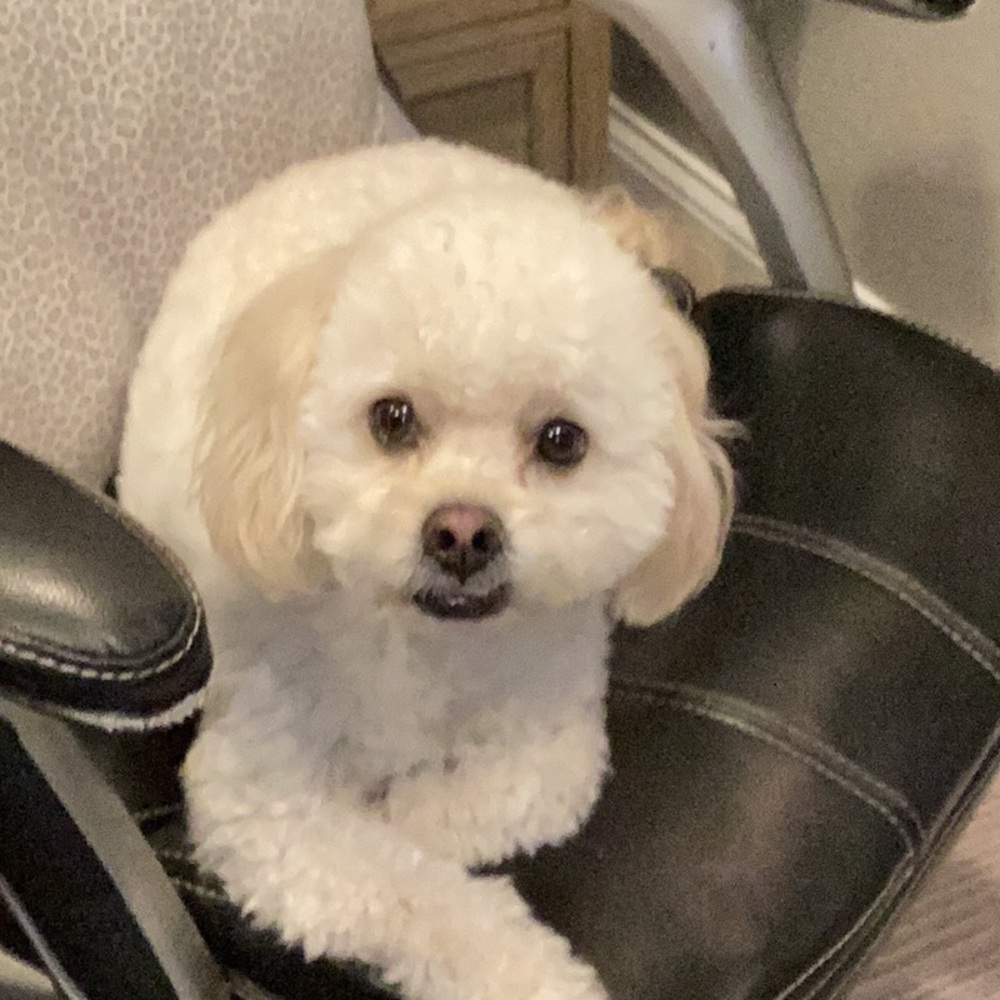 Unlisted Inventory (puppy not included)